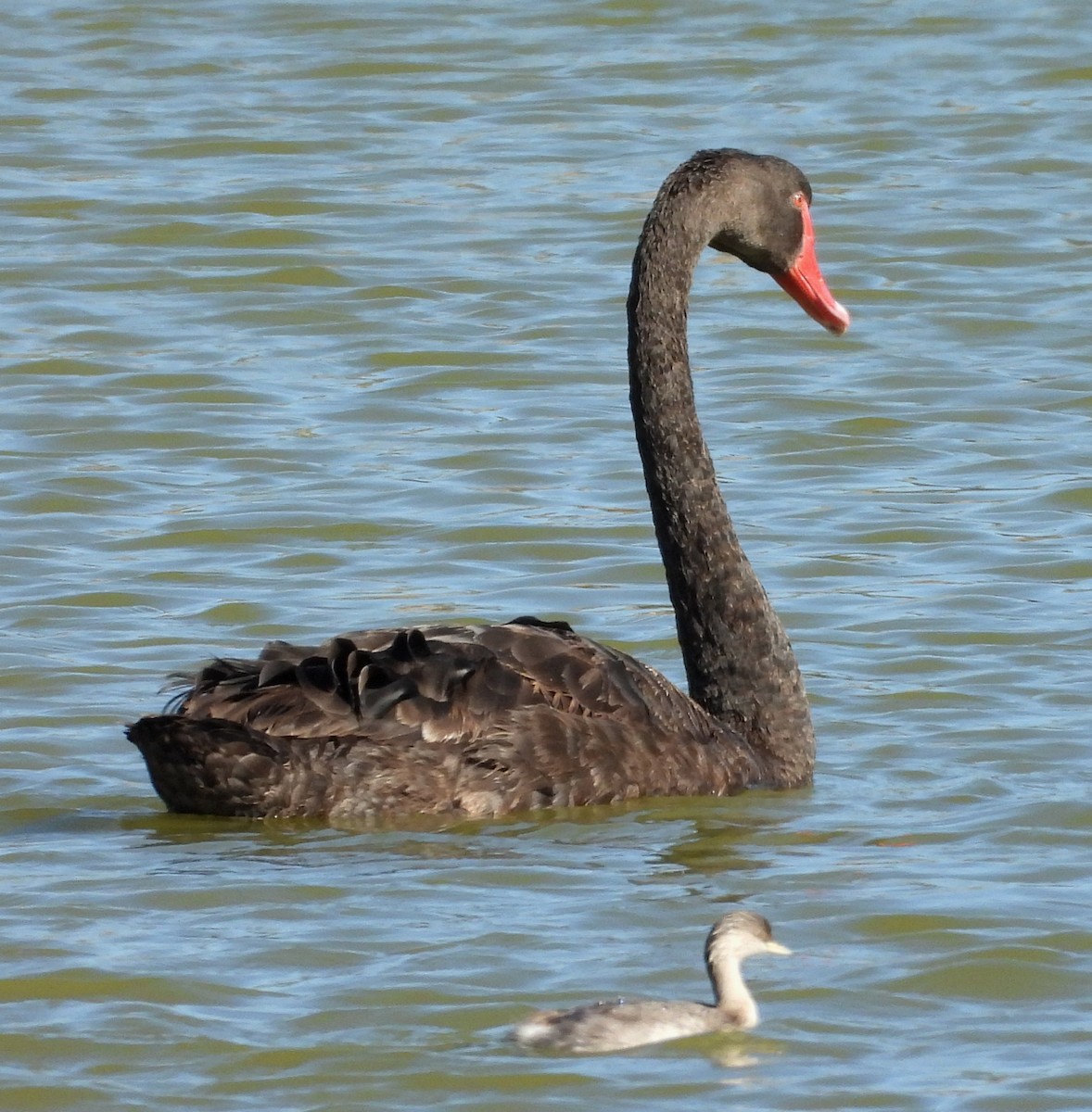 Black Swan - ML616976300