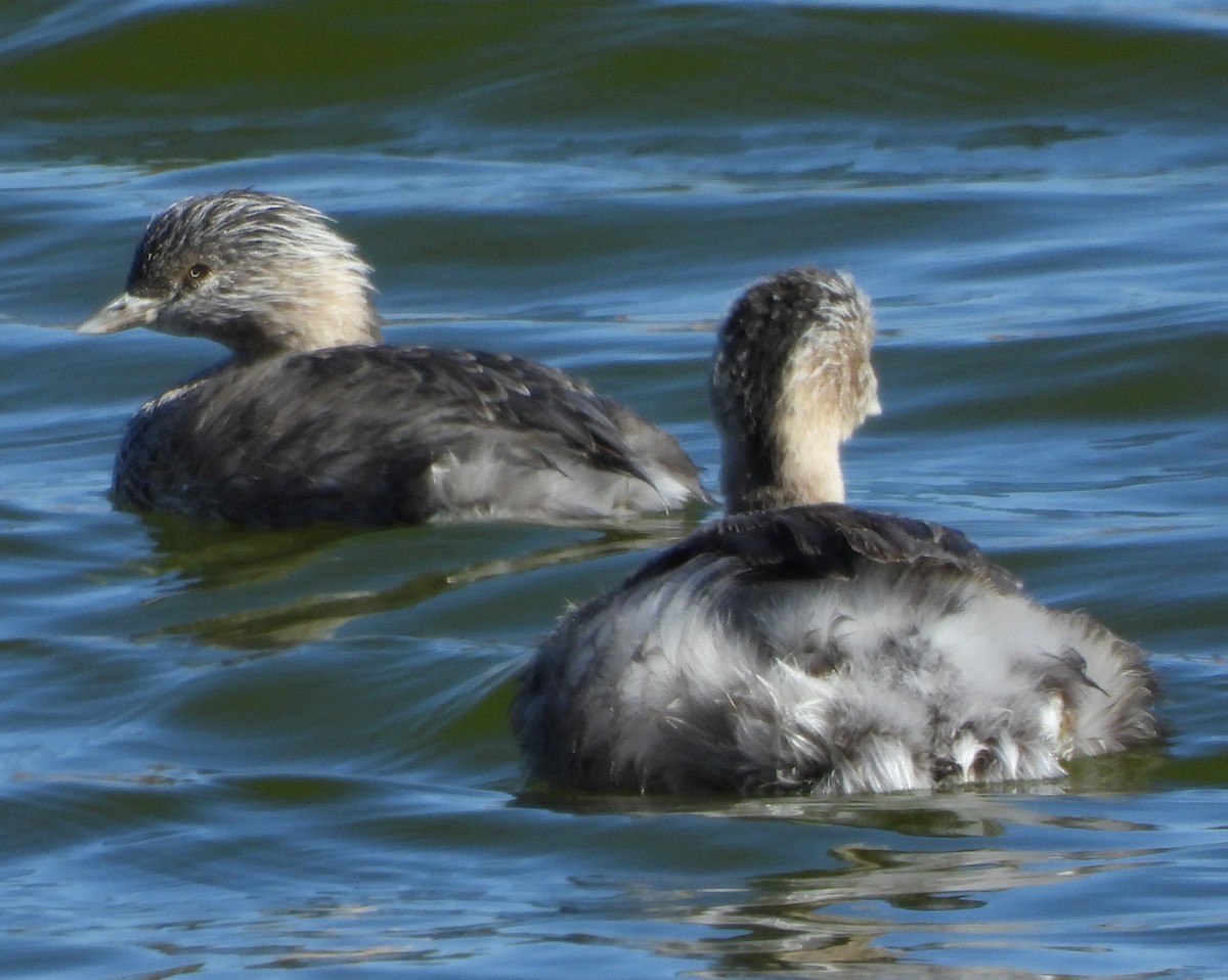 Hoary-headed Grebe - ML616976301