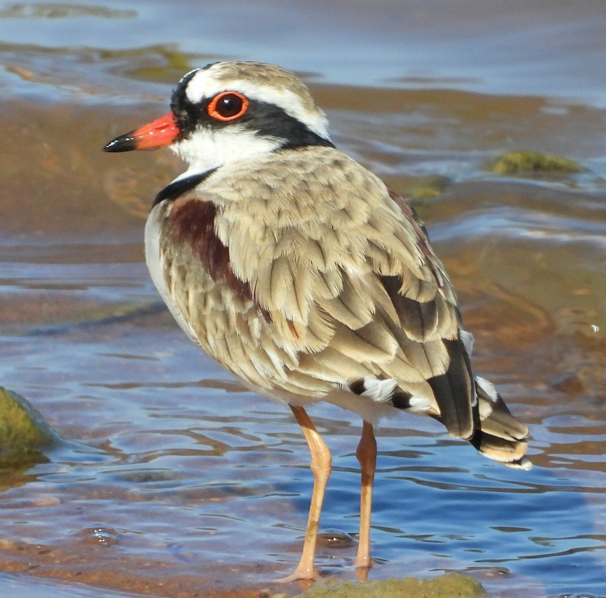 Black-fronted Dotterel - ML616976304