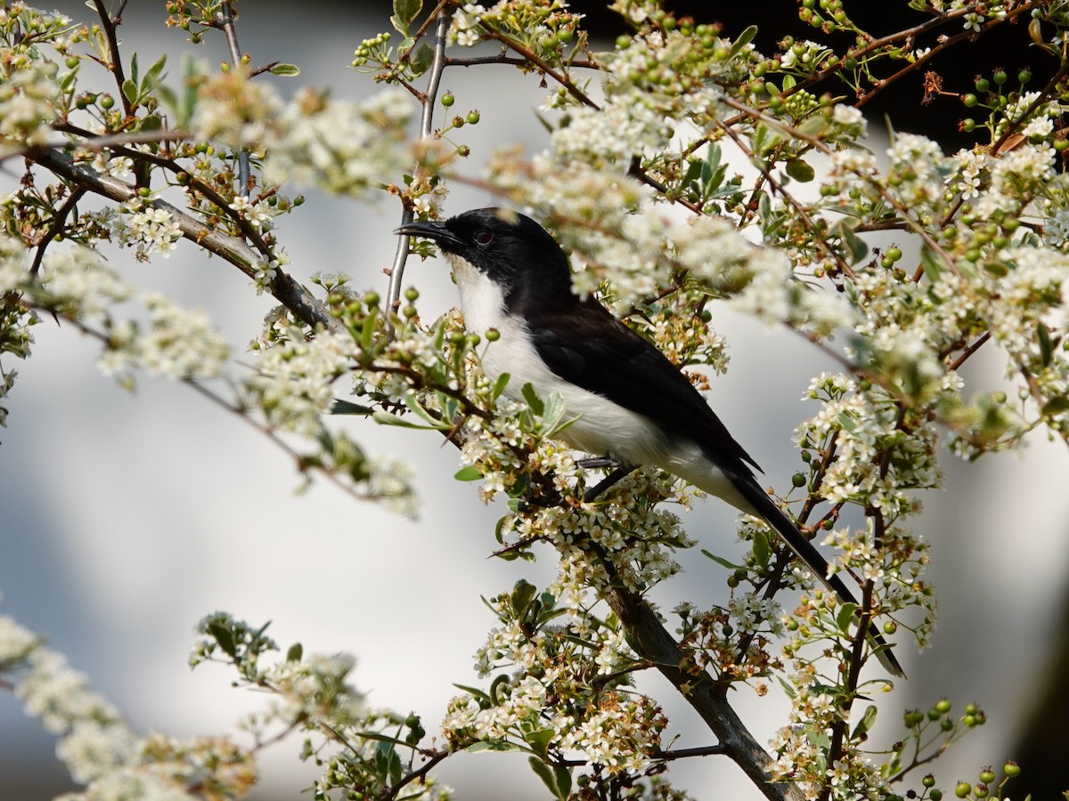 Black-backed Sibia - Whitney Mortimer