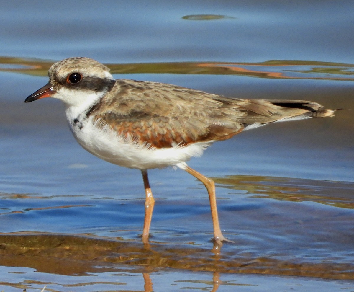 Black-fronted Dotterel - ML616976307