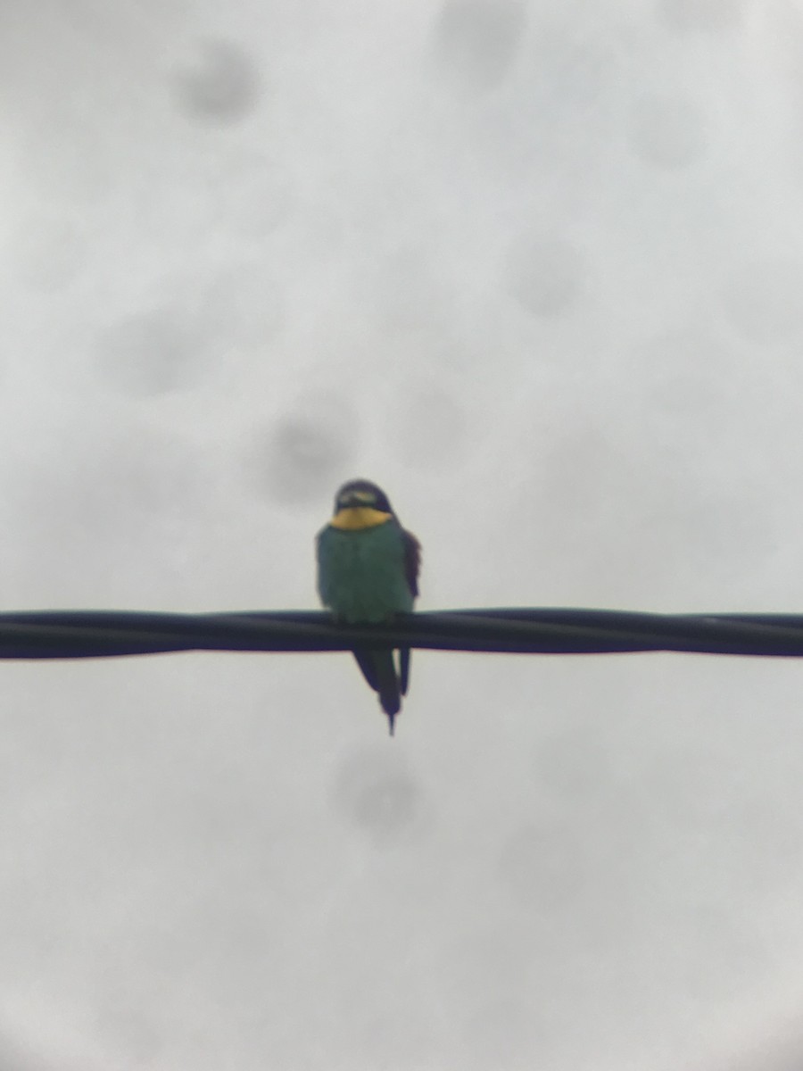 European Bee-eater - Alexandre Mota