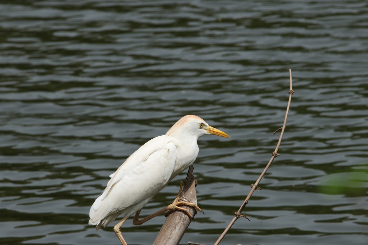 Чапля єгипетська (підвид ibis) - ML616976347