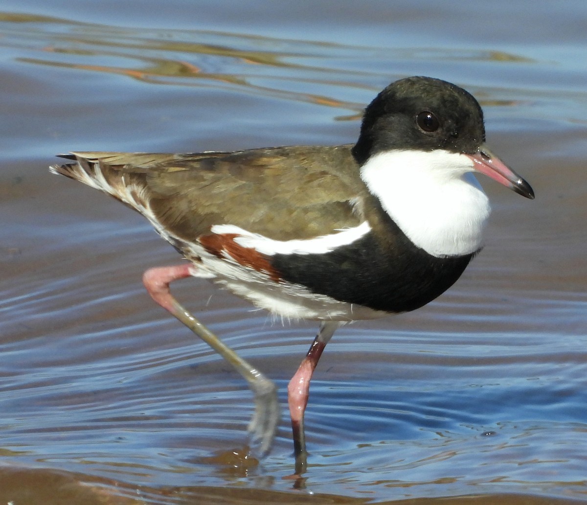 Red-kneed Dotterel - ML616976348