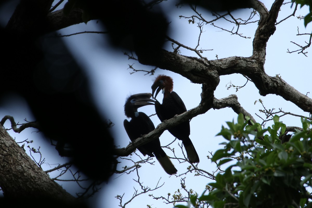 Black-casqued Hornbill - ML616976362