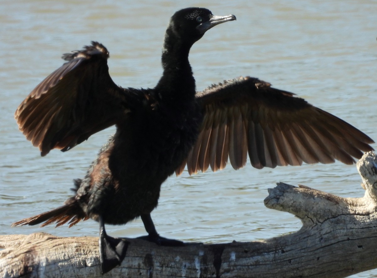 Little Black Cormorant - ML616976365