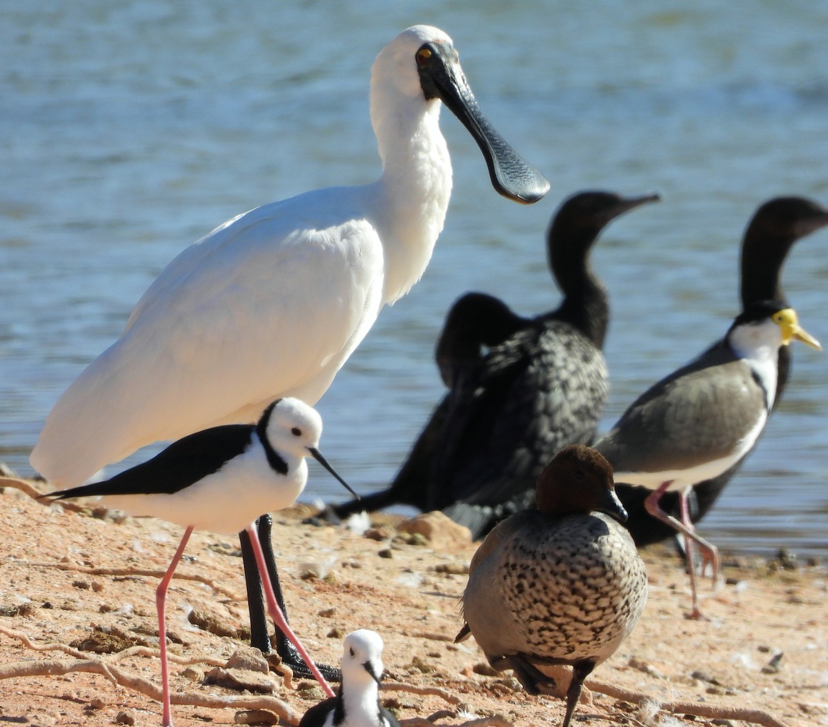 Royal Spoonbill - ML616976381