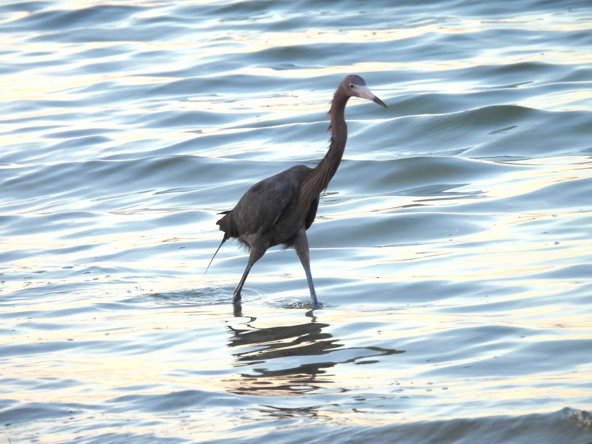 Reddish Egret - ML616976396