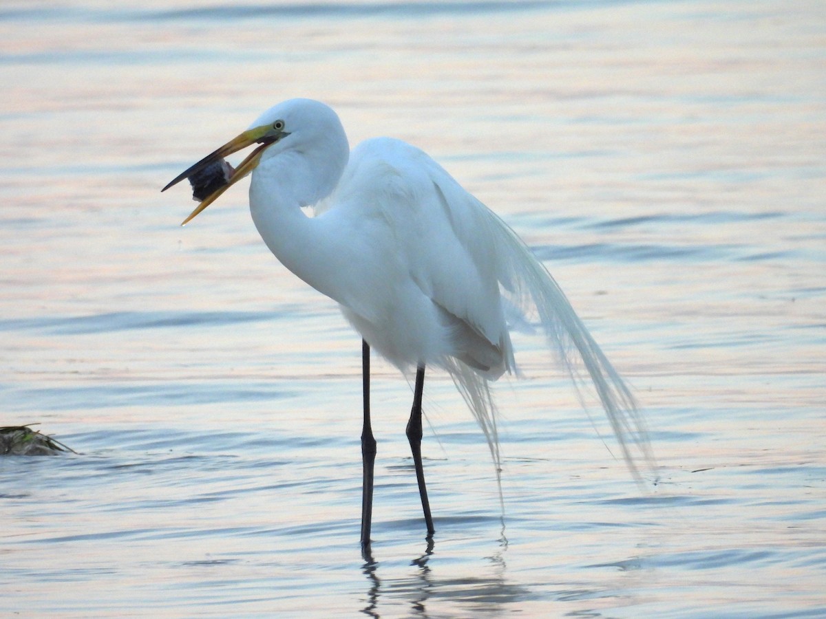 Great Egret - ML616976417