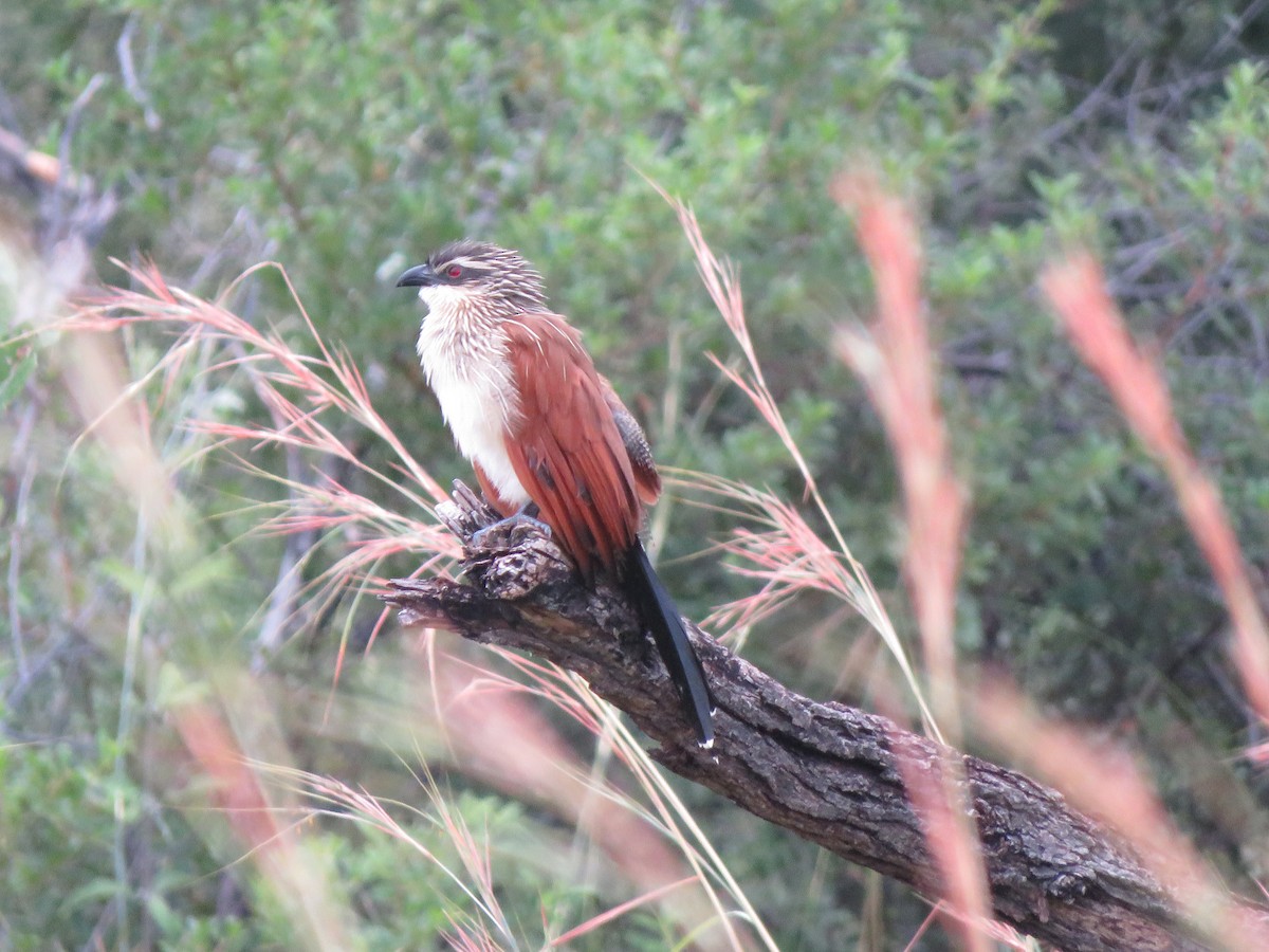 White-browed Coucal - ML616976429