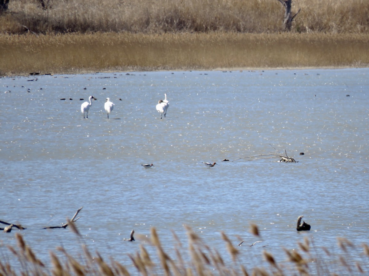 Whooping Crane - ML616976505