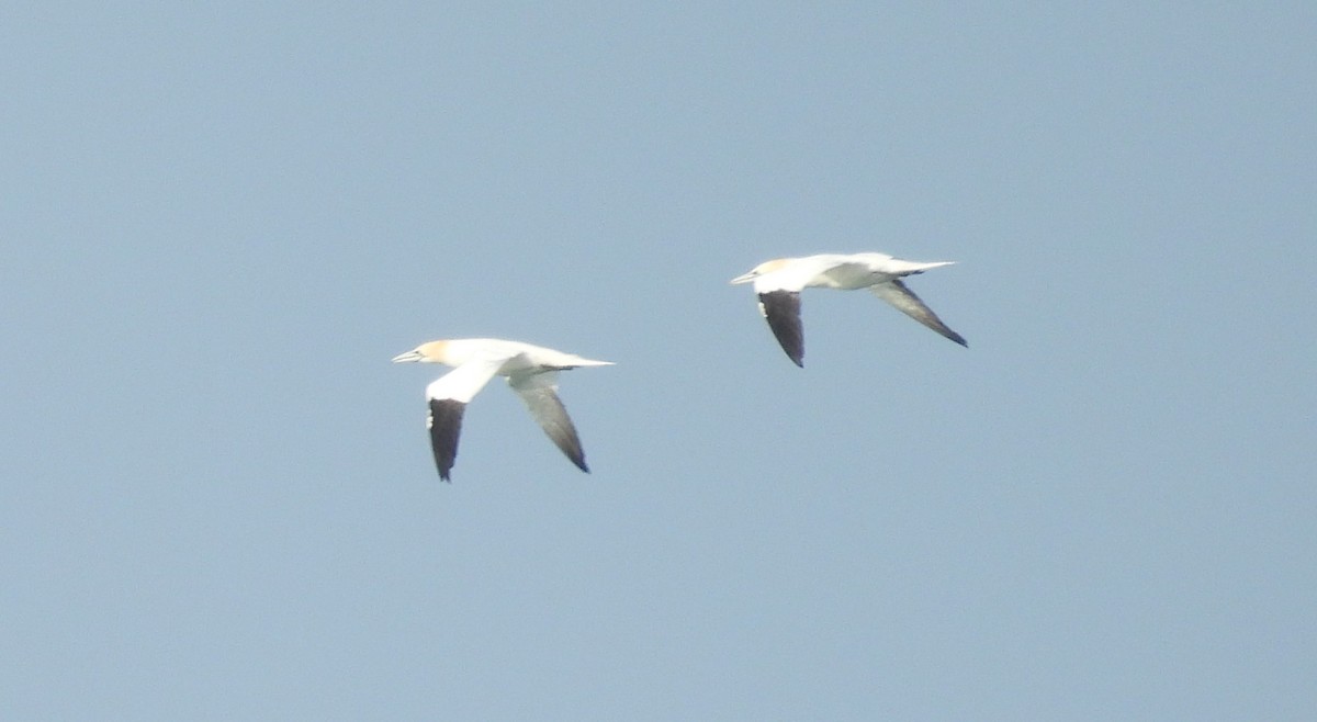 Northern Gannet - ML616976541