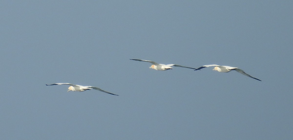 Northern Gannet - ML616976542