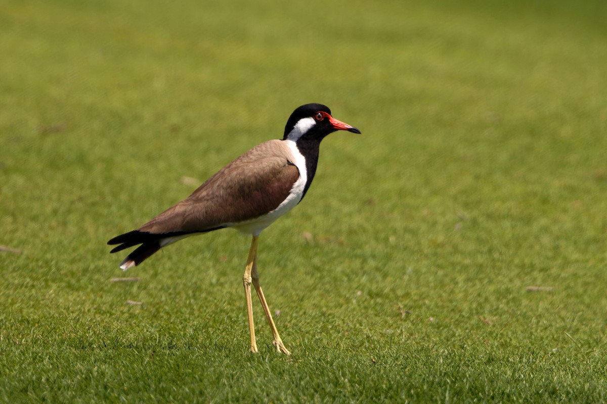 Red-wattled Lapwing - ML616976605