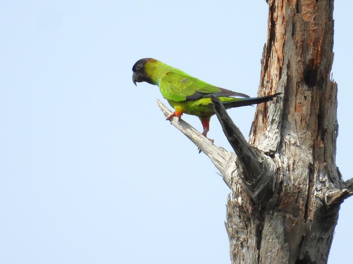 Nanday Parakeet - ML616976625