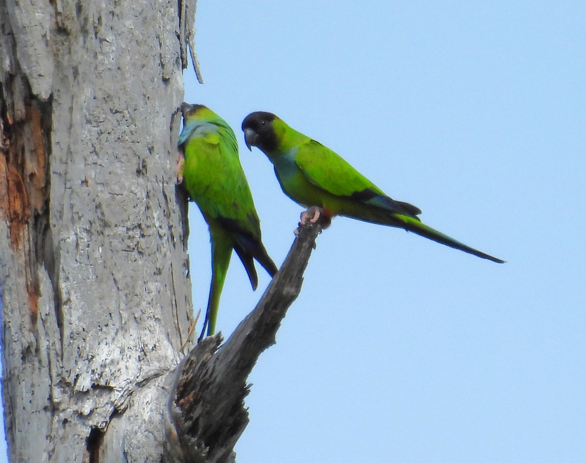 Nanday Parakeet - ML616976626