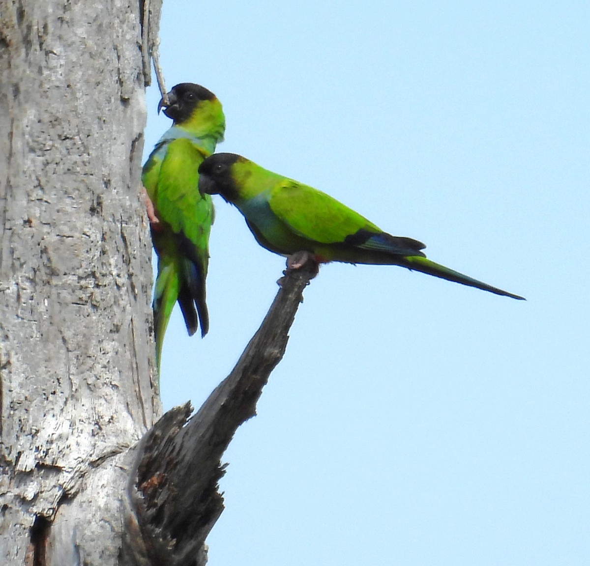 Nanday Parakeet - ML616976628