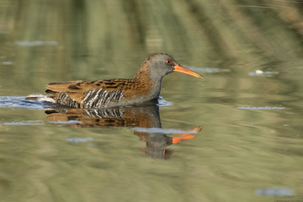 Water Rail - ML616976630