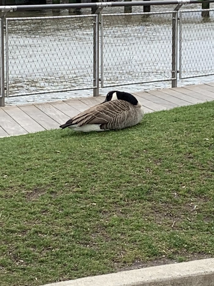 Canada Goose - ML616976655