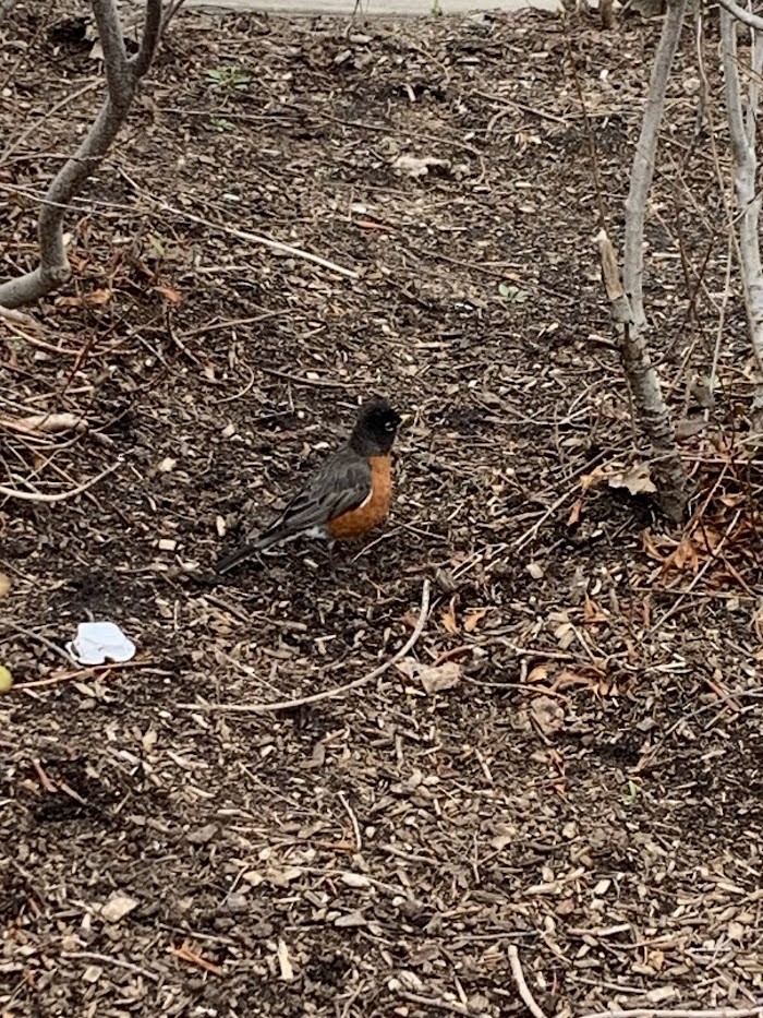 American Robin - ML616976669