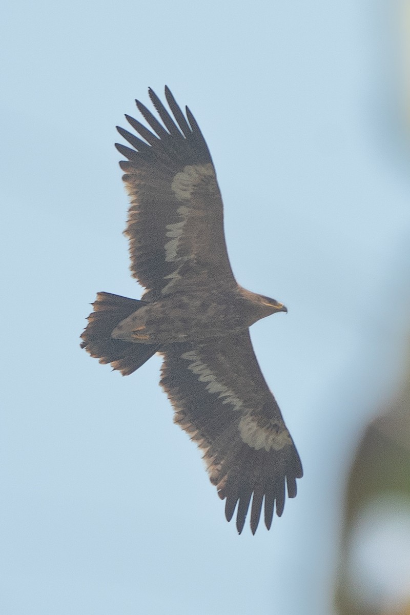 Steppe Eagle - Prolay Kundu