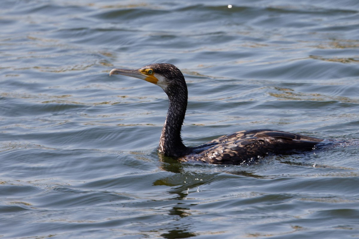 Great Cormorant - ML616976688