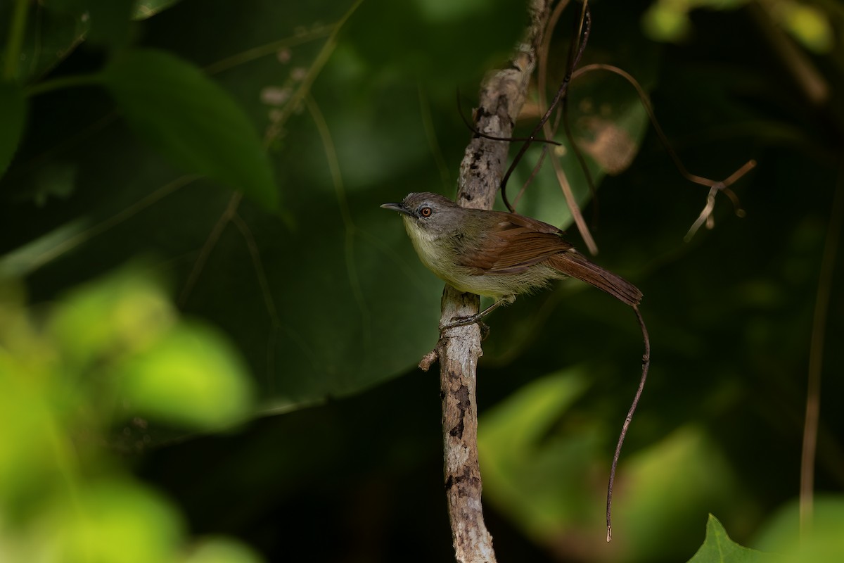 Kangean Tit-Babbler - ML616976693