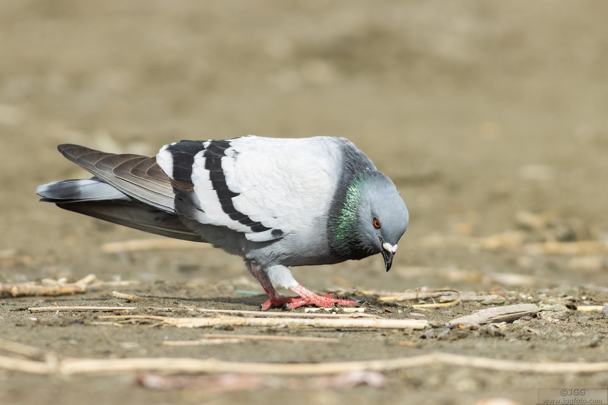 Rock Pigeon (Feral Pigeon) - Javier Gómez González