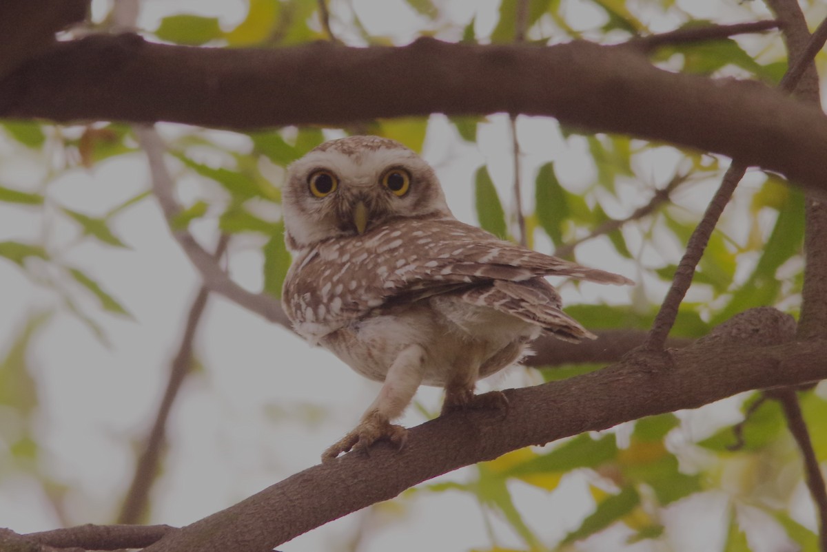 Spotted Owlet - ML616976717
