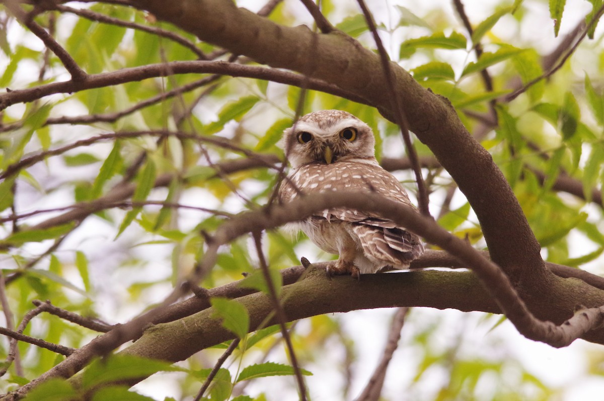 Spotted Owlet - ML616976718
