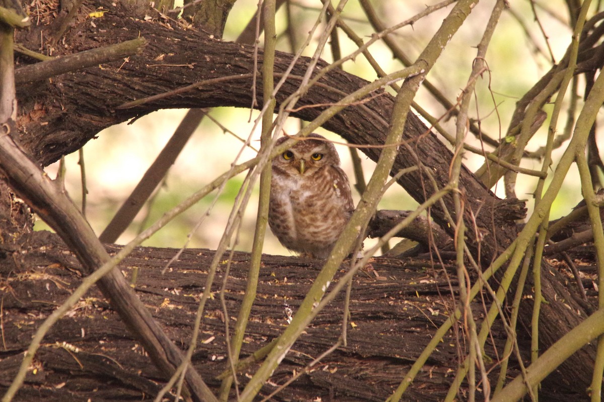 Spotted Owlet - ML616976720