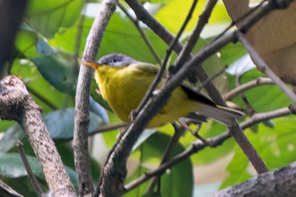 Gray-hooded Warbler - Prolay Kundu