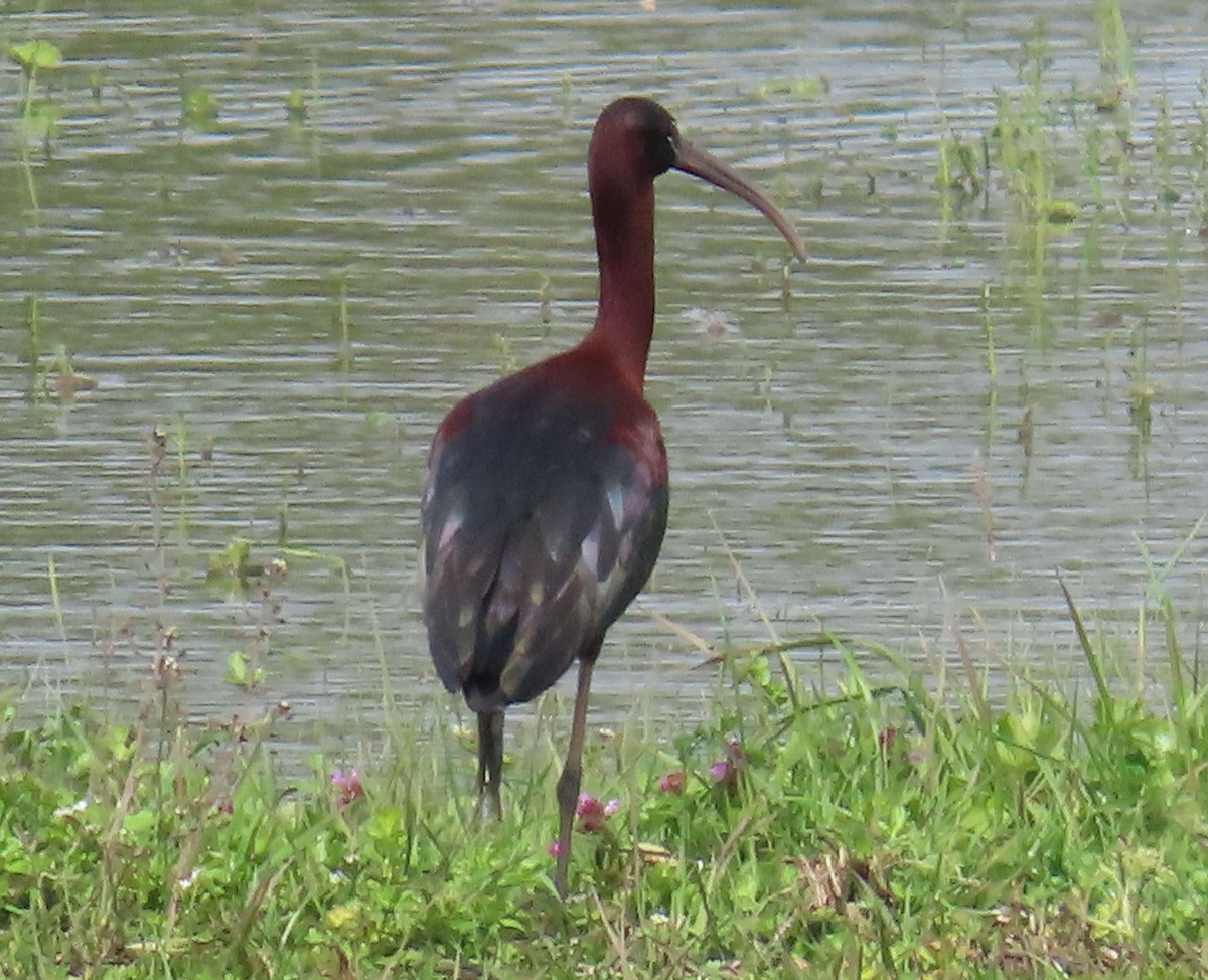ibis hnědý - ML616976727