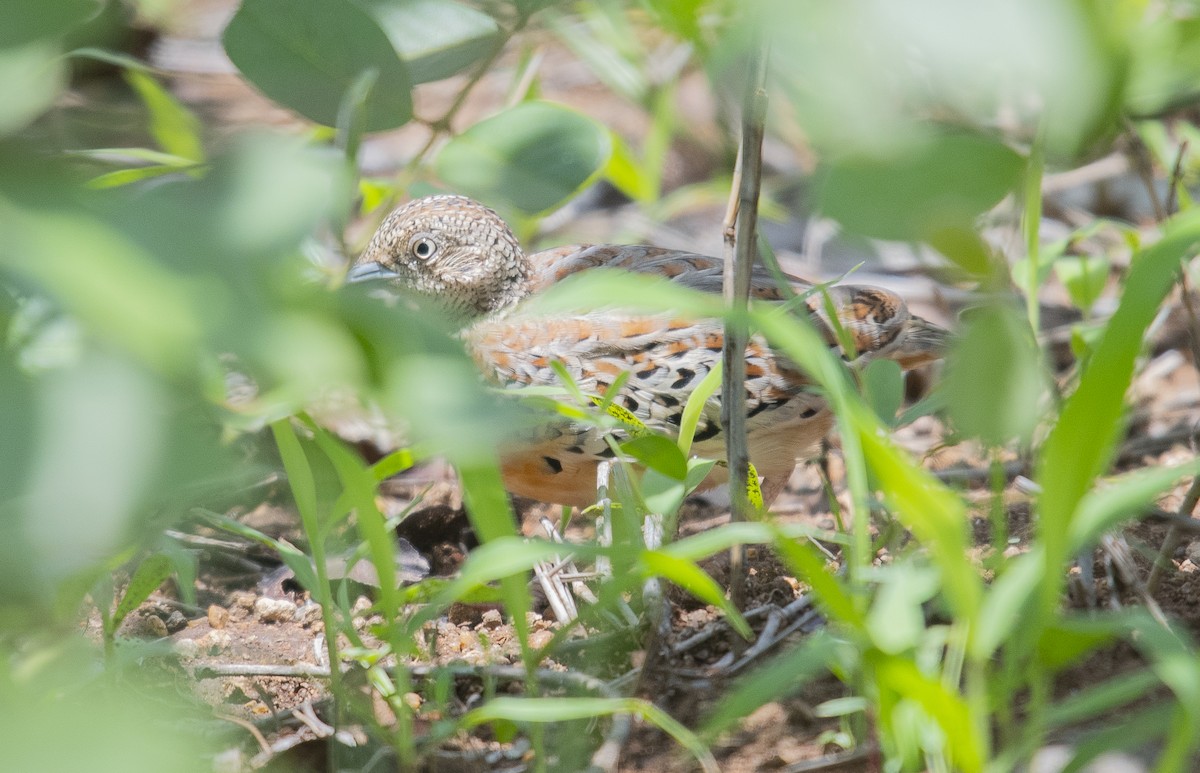 Small Buttonquail - ML616976769