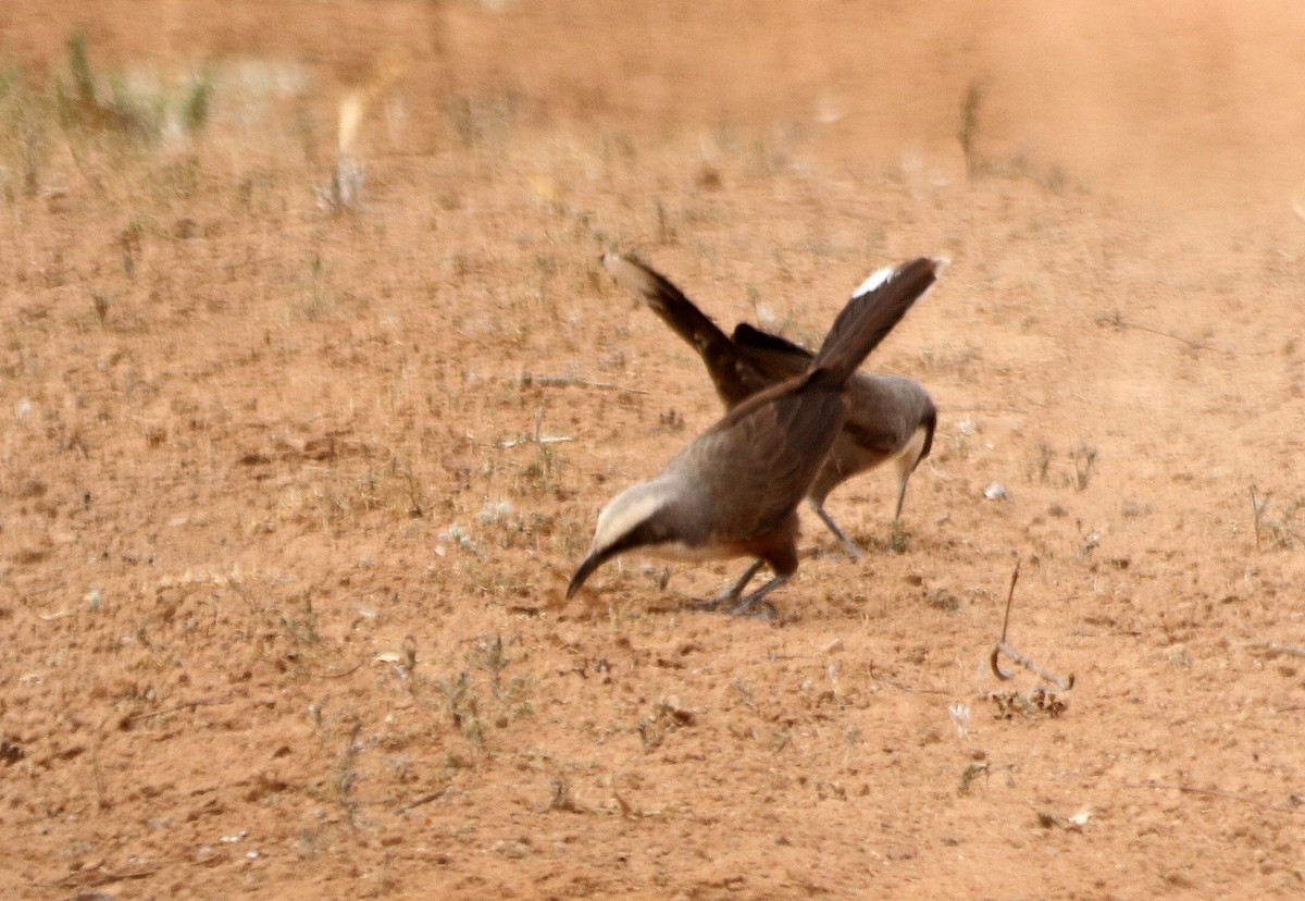 Gray-crowned Babbler - ML616976790