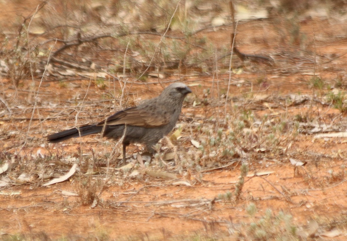 Apostlebird - ML616976791