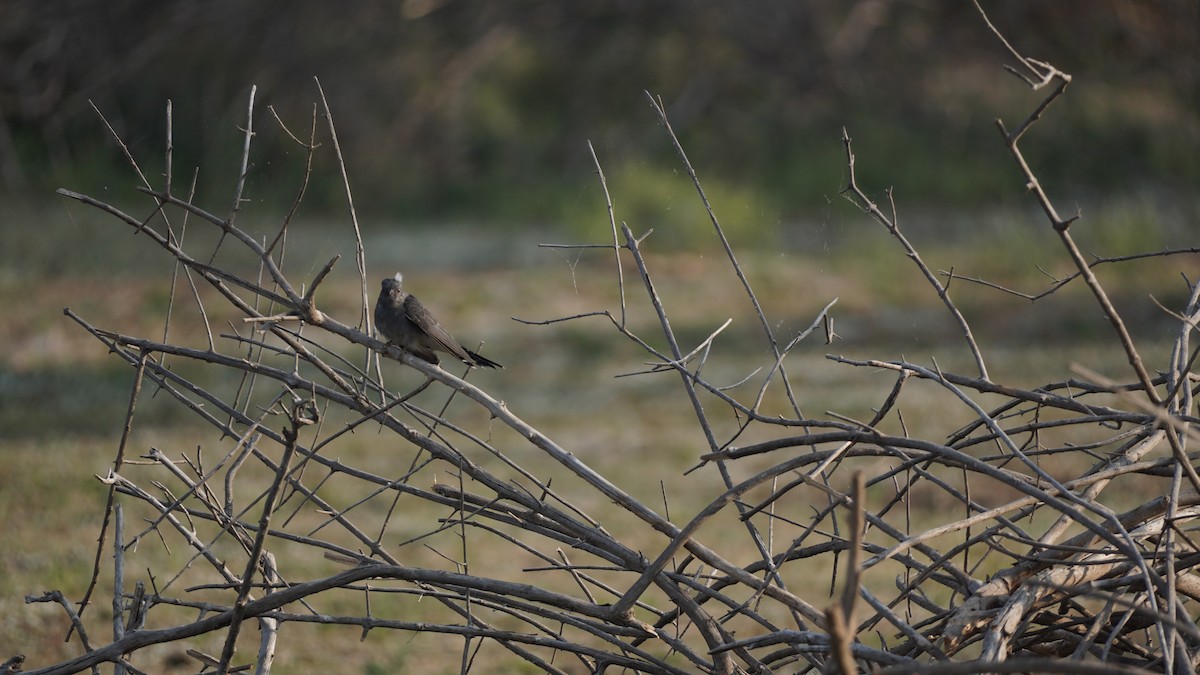 Gray-bellied Cuckoo - ML616976792