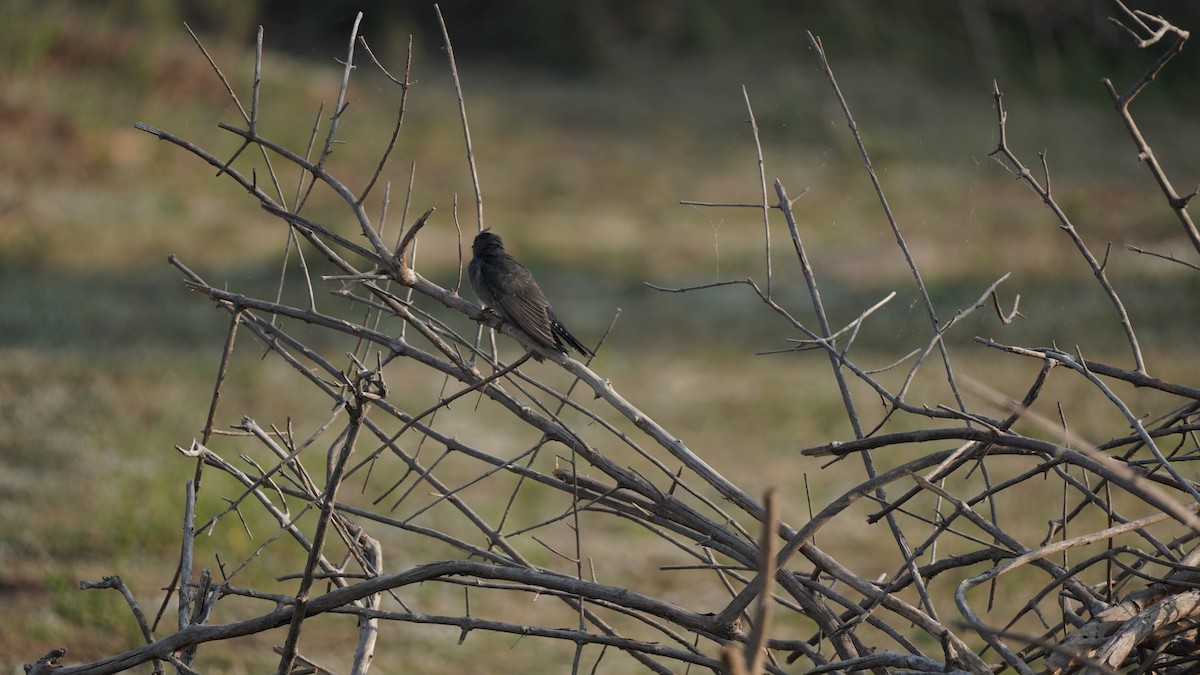 Gray-bellied Cuckoo - ML616976793