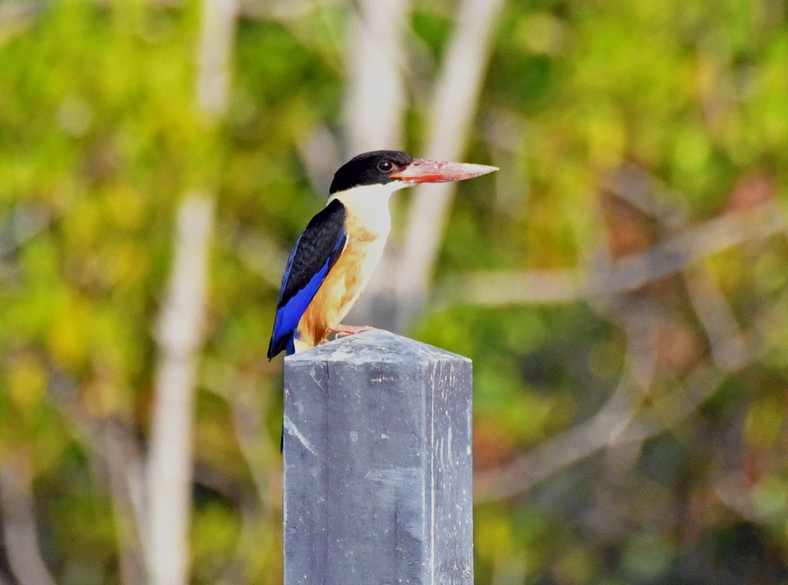 Black-capped Kingfisher - ML616976823