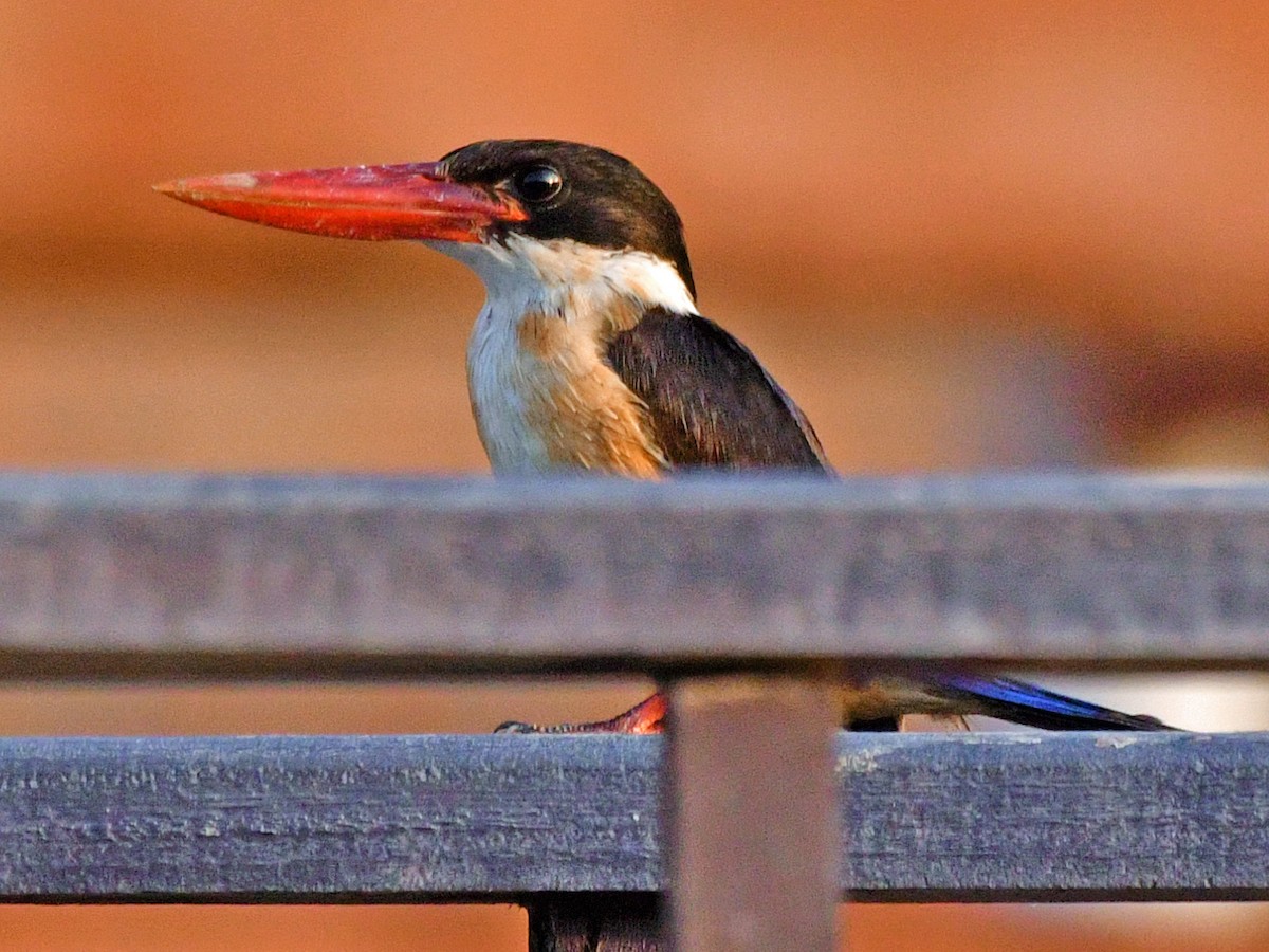 Black-capped Kingfisher - ML616976824