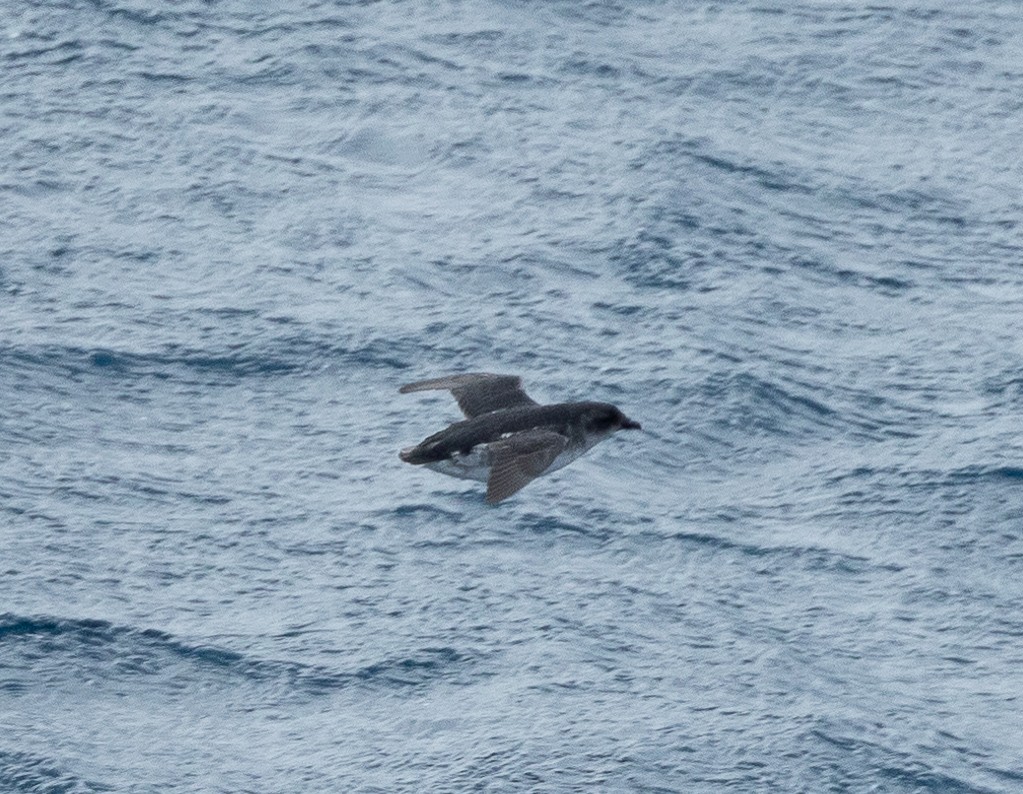 South Georgia Diving-Petrel - Santiago Imberti