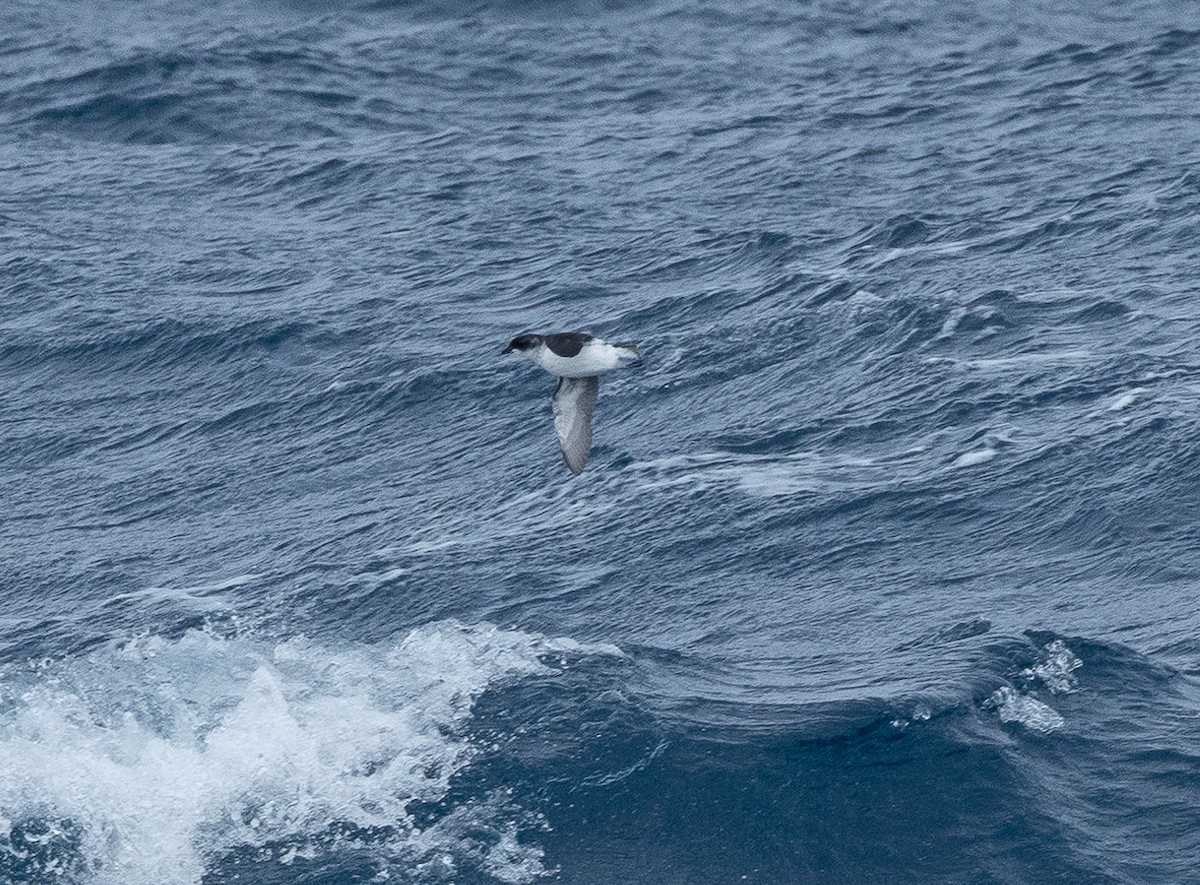 South Georgia Diving-Petrel - ML616976826