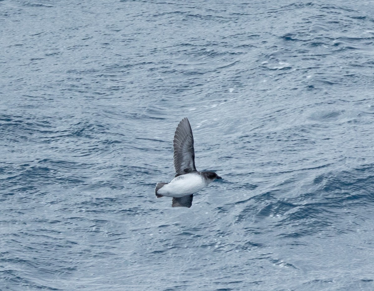 South Georgia Diving-Petrel - Santiago Imberti