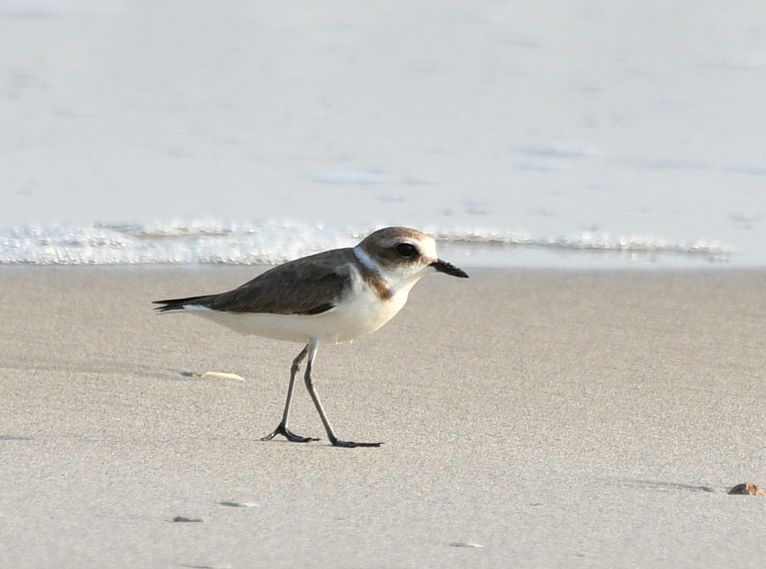 Kentish Plover - ML616976832