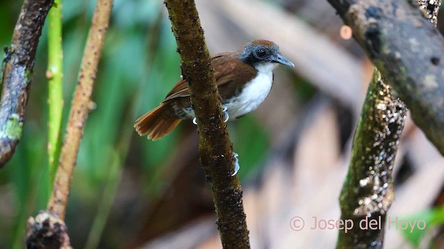 Weißkehl-Ameisenvogel - ML616976839