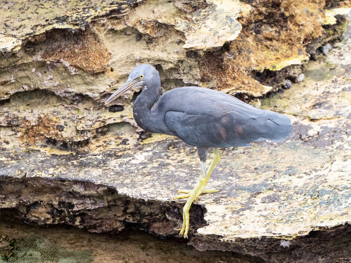 Pacific Reef-Heron - ML616976852