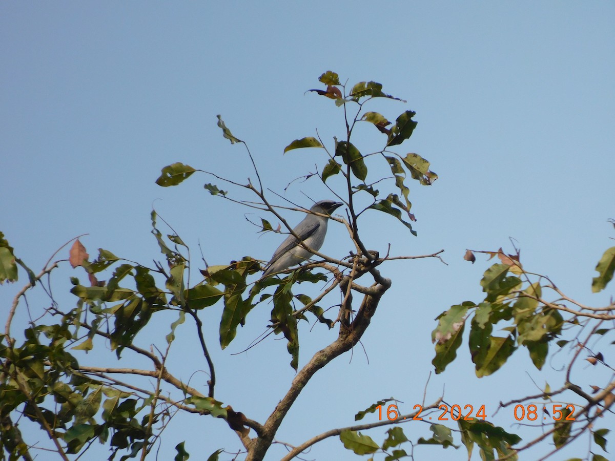 Large Cuckooshrike - Sushant Pawar