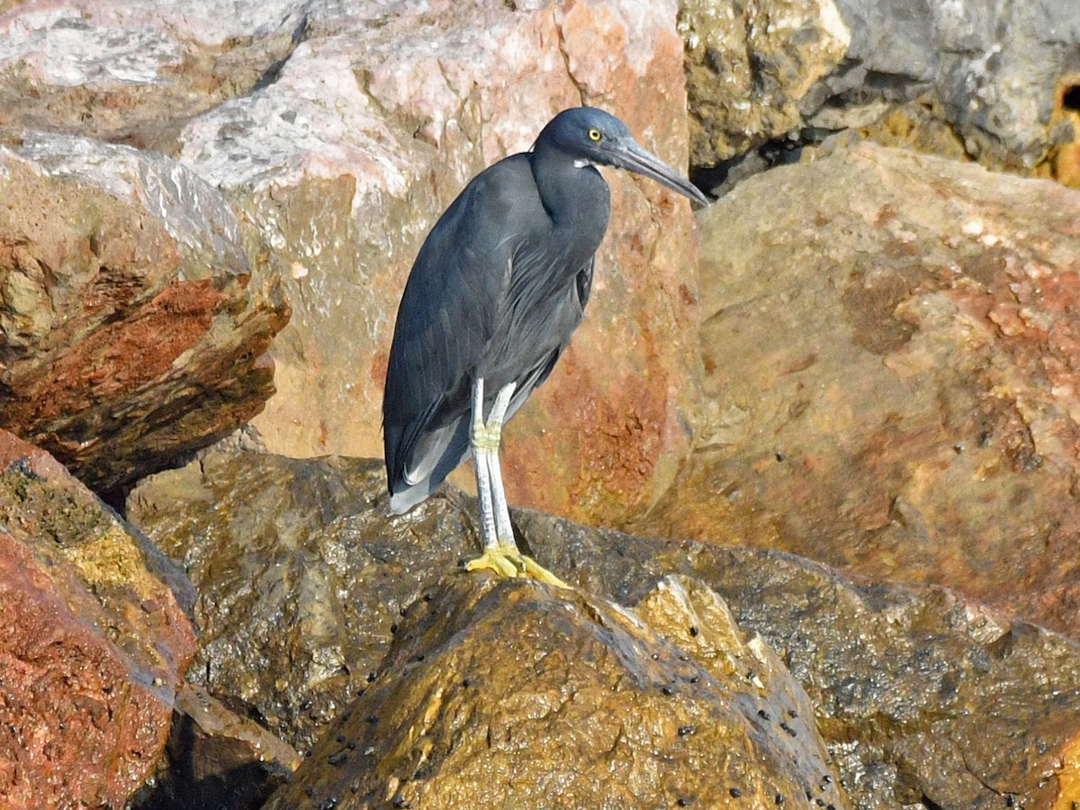 Pacific Reef-Heron - ML616976880