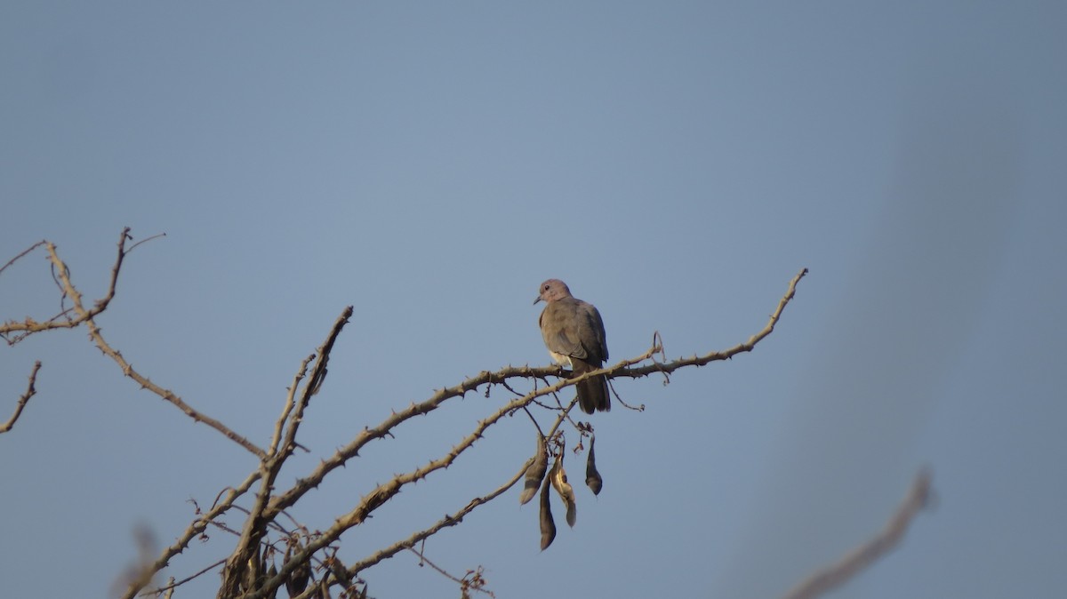 Tórtola Senegalesa - ML616976890