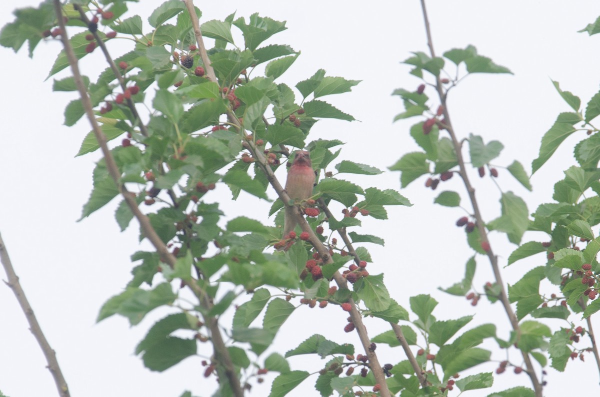 Common Rosefinch - Isheta Divya